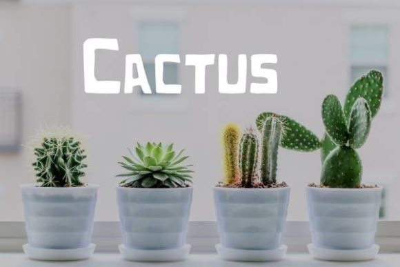 Cactus Font: A Modern Squared Display Typeface for Crafters and Designers